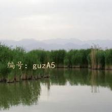 ջ