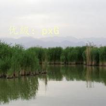 ƻ