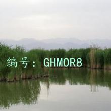 ʵ